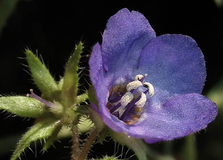 Detailed Picture 2 of Pholistoma auritum var. auritum