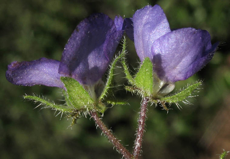 Detailed Picture 3 of Pholistoma auritum var. auritum