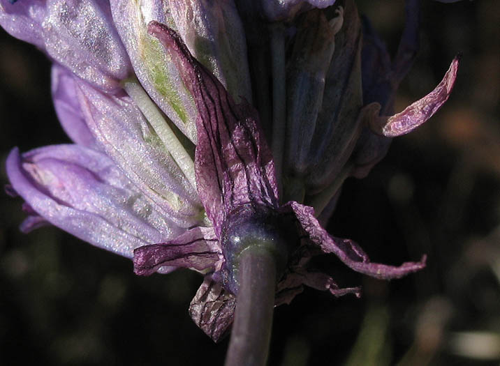 Detailed Picture 8 of Dipterostemon capitatus ssp. capitatus