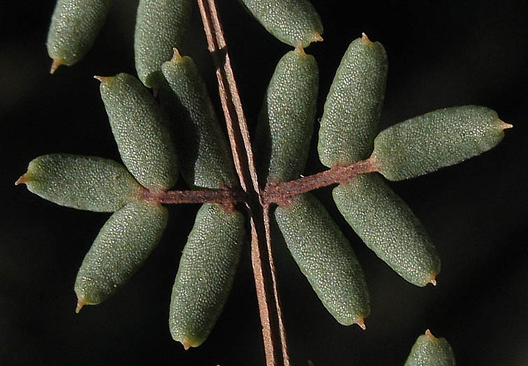 Detailed Picture 3 of Pellaea mucronata var. mucronata