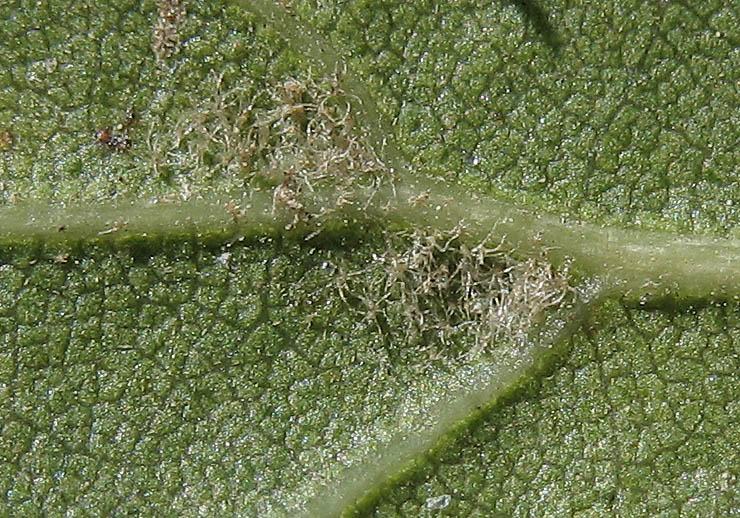 Detailed Picture 8 of Quercus agrifolia var. agrifolia