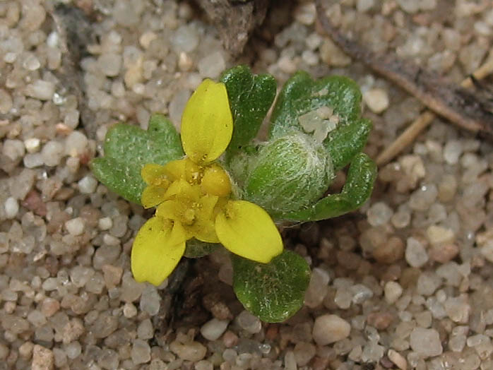 Detailed Picture 2 of Eriophyllum multicaule