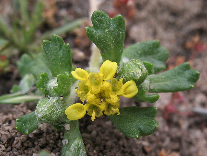 Detailed Picture 4 of Eriophyllum multicaule