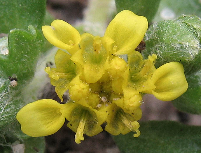 Detailed Picture 1 of Eriophyllum multicaule