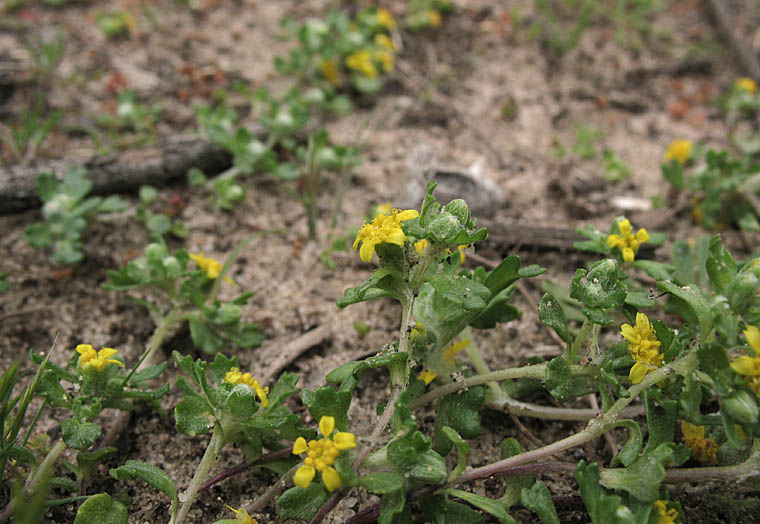 Detailed Picture 5 of Eriophyllum multicaule