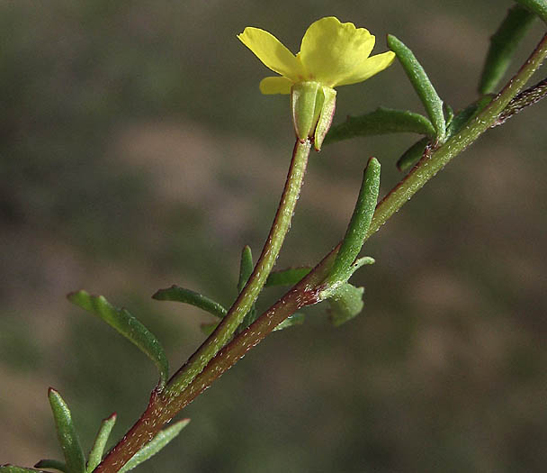 Detailed Picture 2 of Camissonia strigulosa