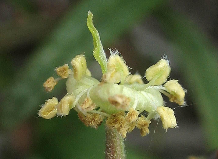 Detailed Picture 2 of Cercocarpus betuloides var. betuloides