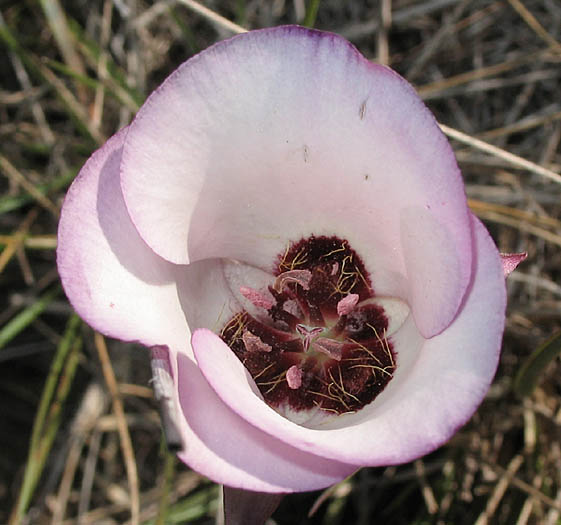 Detailed Picture 1 of Calochortus catalinae