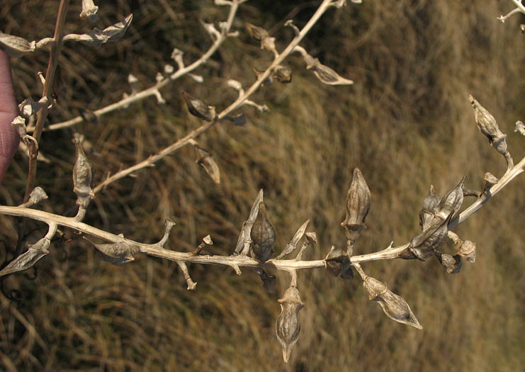 Detailed Picture 6 of Cakile maritima