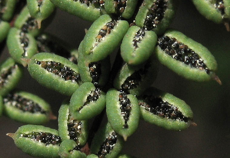 Detailed Picture 4 of Pellaea mucronata var. mucronata