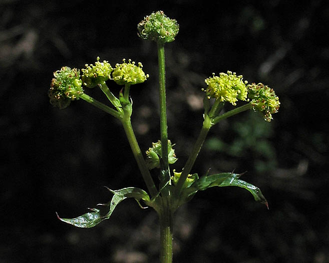 Detailed Picture 3 of Sanicula crassicaulis