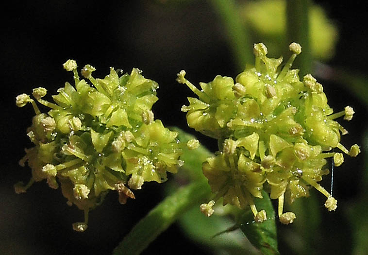 Detailed Picture 1 of Sanicula crassicaulis