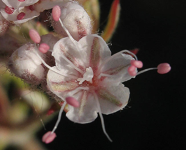 Detailed Picture 1 of Eriogonum fasciculatum var. foliolosum