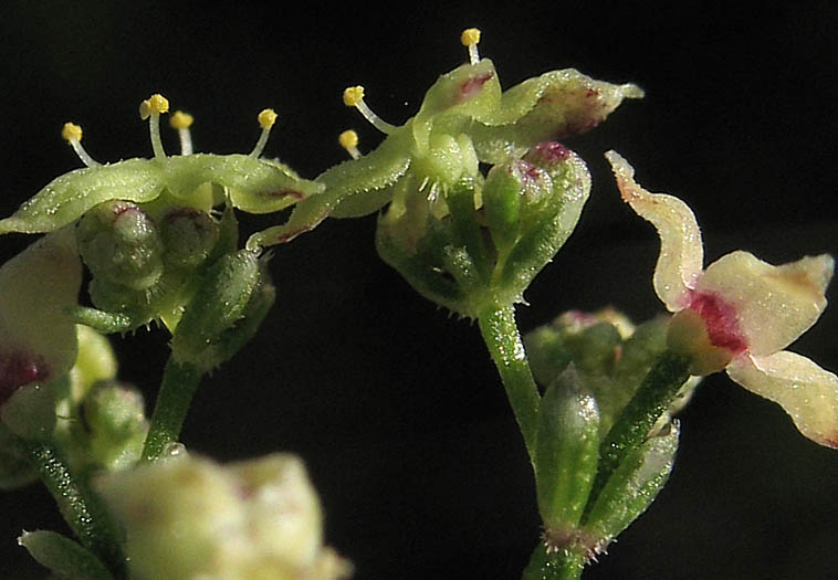 Detailed Picture 2 of Galium angustifolium ssp. angustifolium