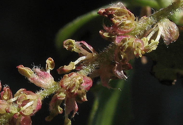 Detailed Picture 2 of Quercus wislizeni