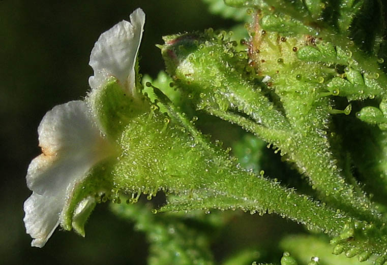 Detailed Picture 2 of Chamaebatia australis