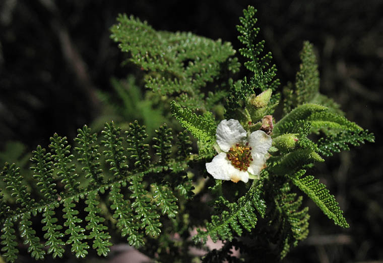 Detailed Picture 4 of Chamaebatia australis