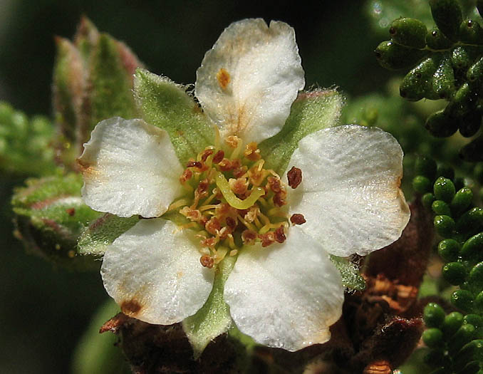 Detailed Picture 1 of Chamaebatia australis