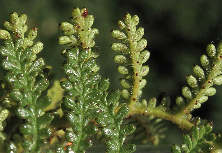 Detailed Picture 6 of Chamaebatia australis