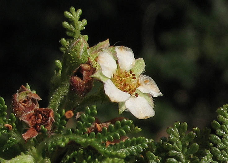 Detailed Picture 3 of Chamaebatia australis