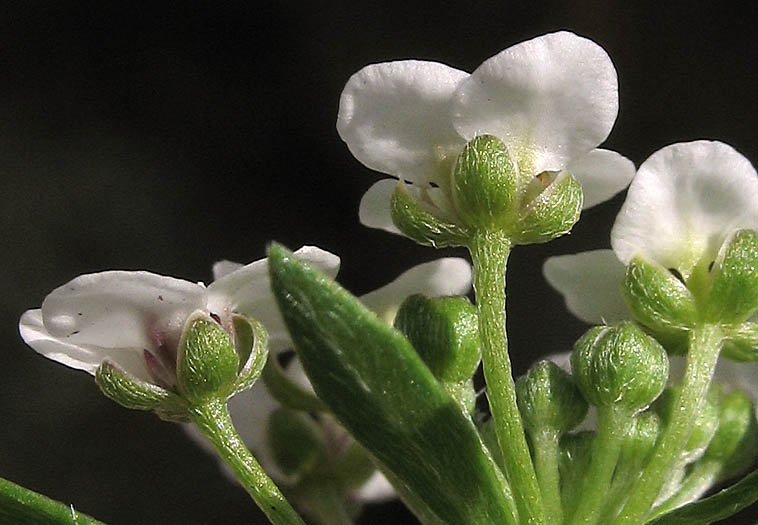 Detailed Picture 2 of Lobularia maritima