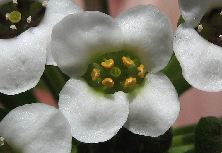 Detailed Picture 1 of Lobularia maritima