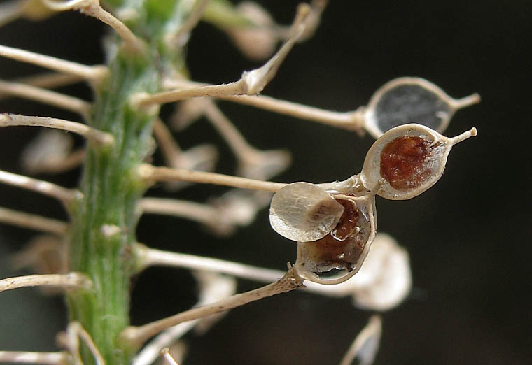 Detailed Picture 7 of Lobularia maritima