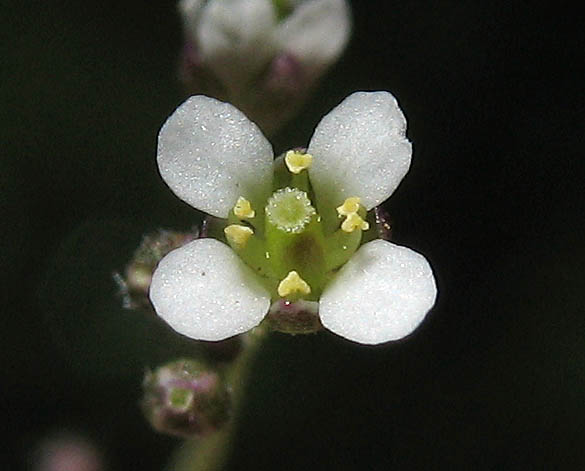 Detailed Picture 1 of Capsella bursa-pastoris