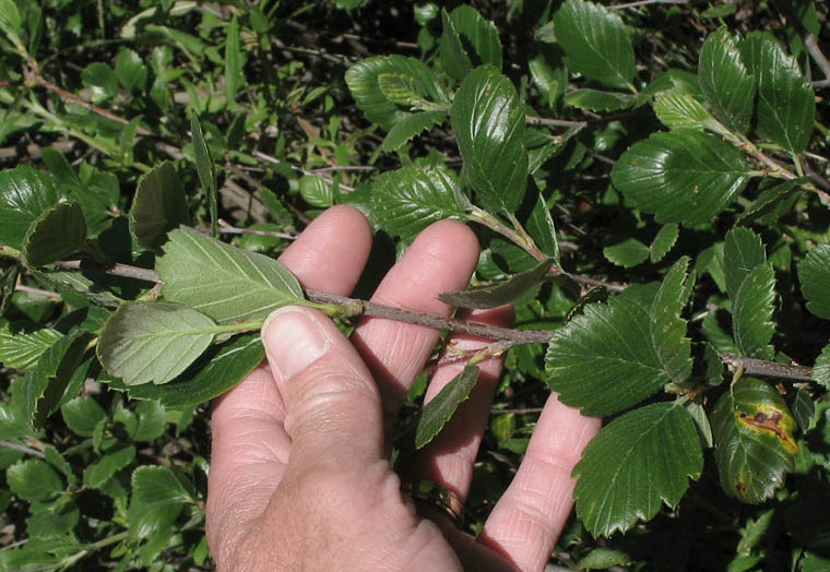 Detailed Picture 5 of Cercocarpus betuloides var. betuloides