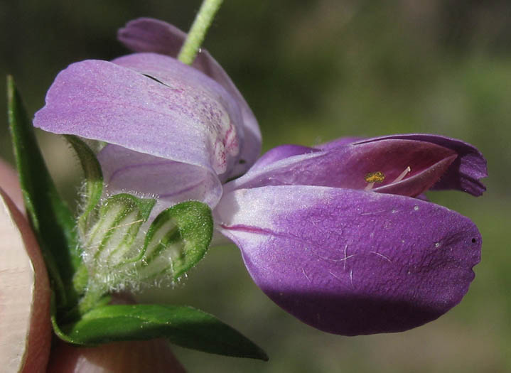 Detailed Picture 2 of Collinsia heterophylla var. heterophylla