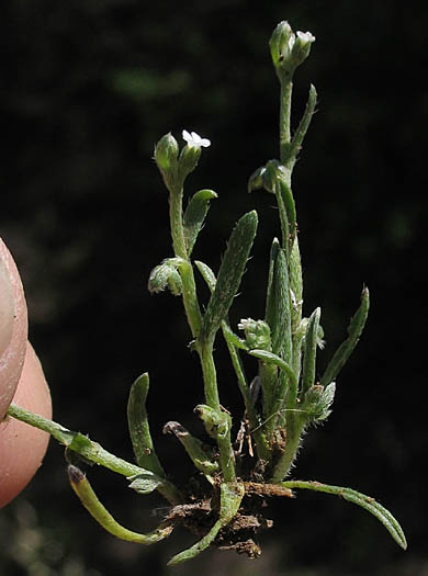 Detailed Picture 3 of Pectocarya linearis ssp. ferocula