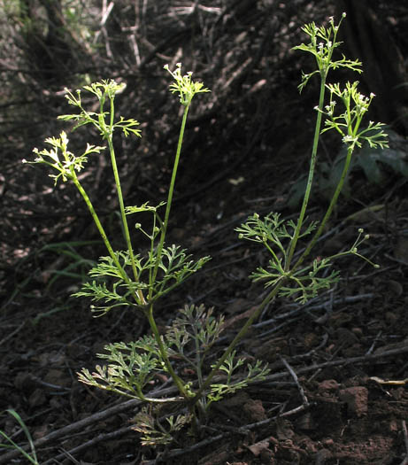 Detailed Picture 7 of Apiastrum angustifolium