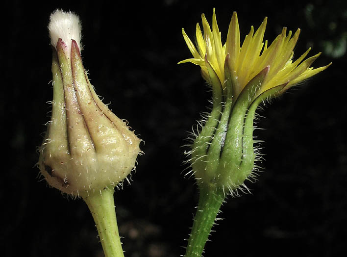 Detailed Picture 2 of Urospermum picroides