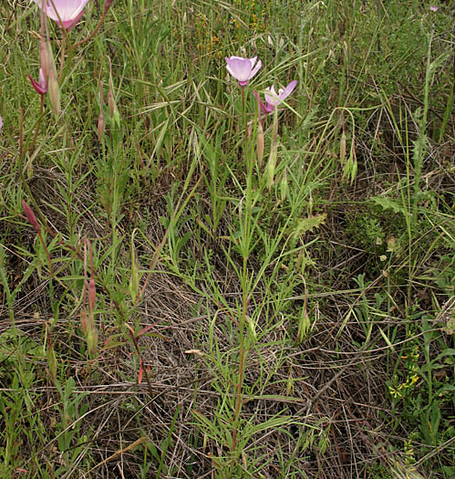 Detailed Picture 6 of Clarkia cylindrica ssp. cylindrica