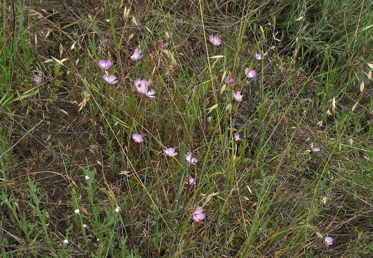 Detailed Picture 7 of Clarkia cylindrica ssp. cylindrica