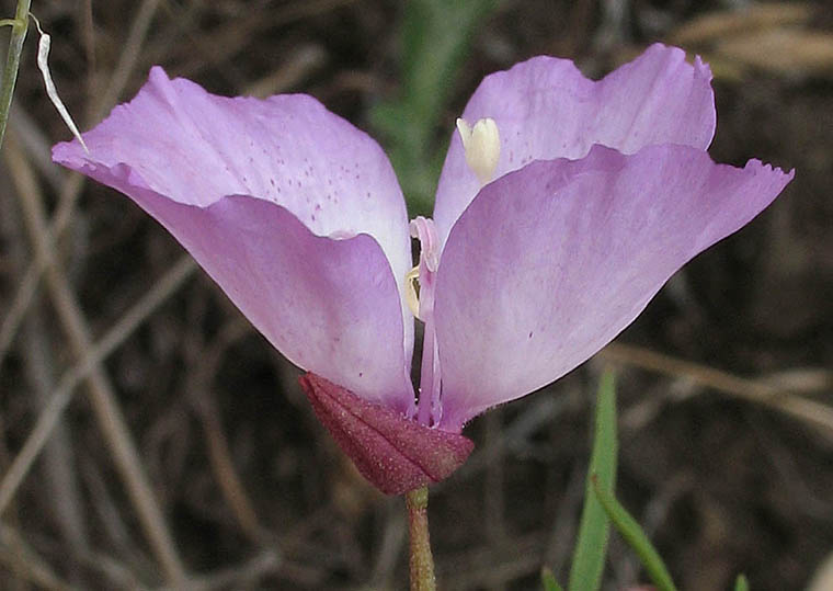 Detailed Picture 4 of Clarkia cylindrica ssp. cylindrica
