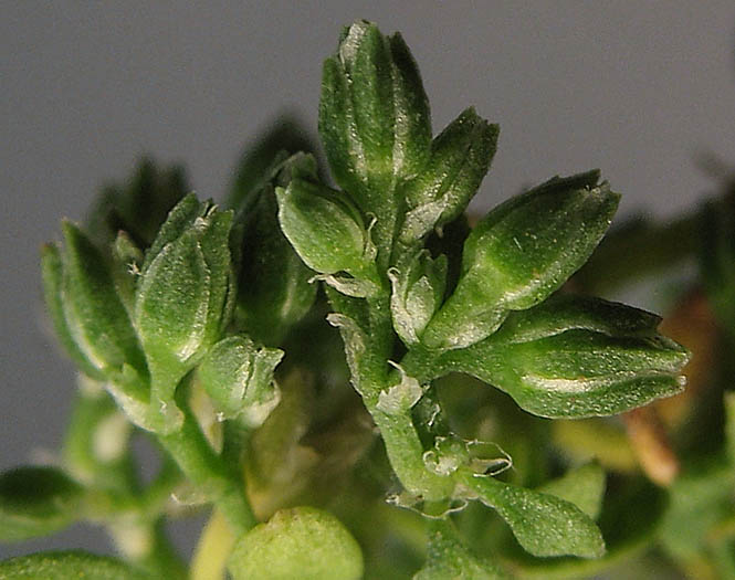 Detailed Picture 3 of Polycarpon tetraphyllum ssp. depressum