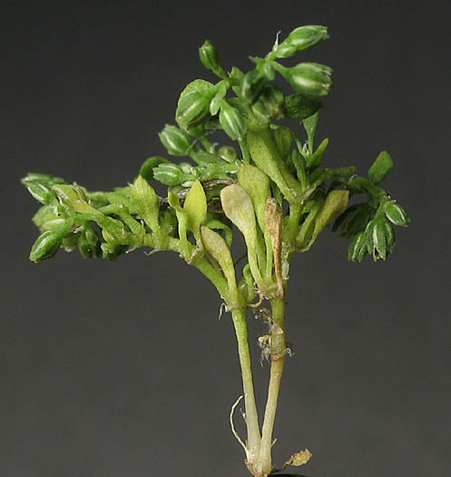 Detailed Picture 4 of Polycarpon tetraphyllum ssp. depressum