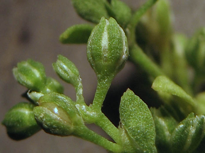 Detailed Picture 1 of Polycarpon tetraphyllum ssp. depressum