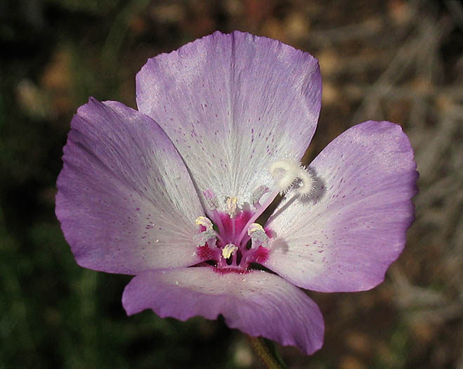 Detailed Picture 3 of Clarkia cylindrica ssp. cylindrica