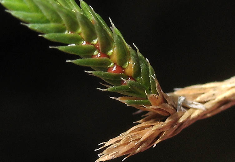 Detailed Picture 3 of Selaginella bigelovii