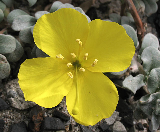 Detailed Picture 1 of Camissoniopsis cheiranthifolia ssp. suffruticosa