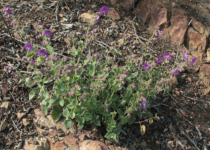 Detailed Picture 5 of Mirabilis laevis var. crassifolia