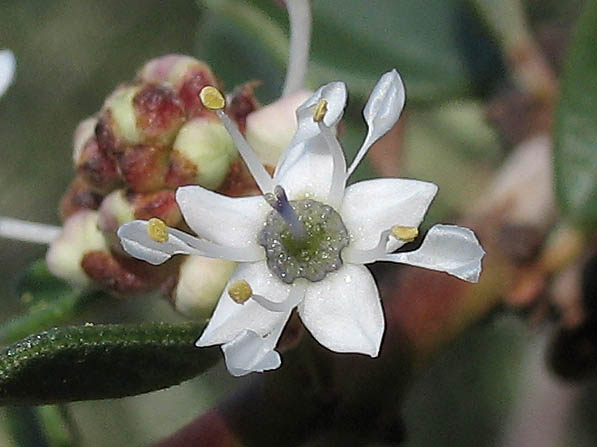 Detailed Picture 1 of Ceanothus crassifolius var. crassifolius