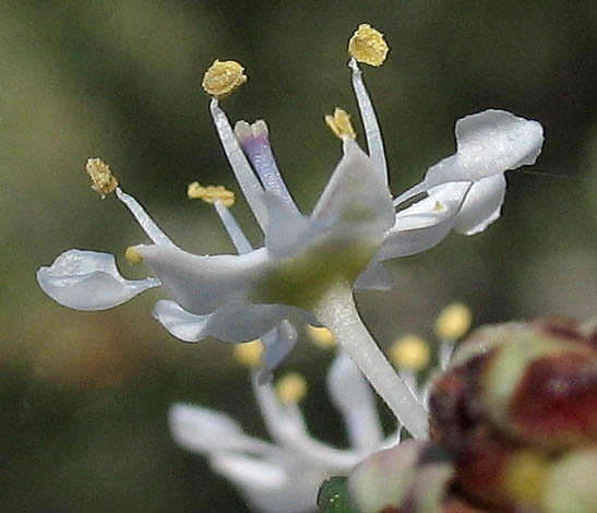 Detailed Picture 2 of Ceanothus crassifolius var. crassifolius