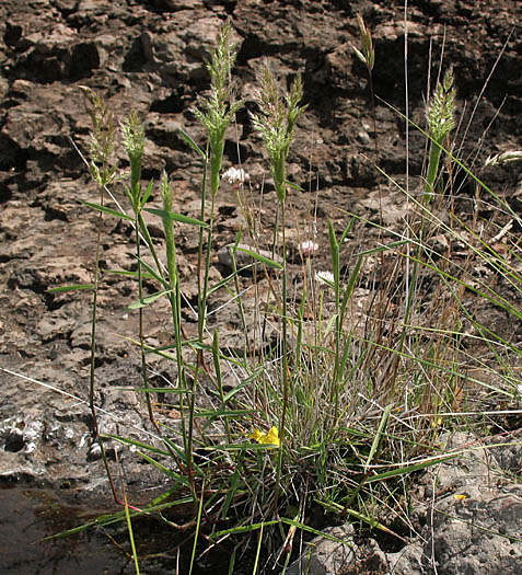 Detailed Picture 4 of Polypogon interruptus