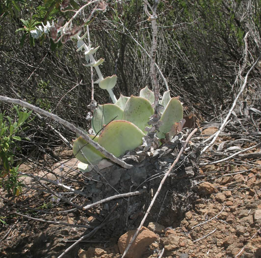 Detailed Picture 6 of Dudleya pulverulenta