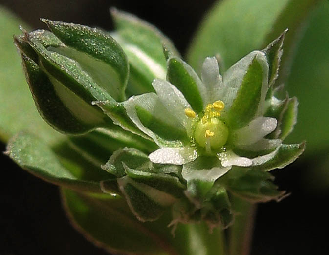 Detailed Picture 1 of Polycarpon tetraphyllum ssp. tetraphyllum