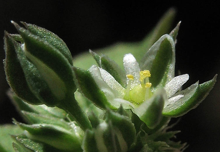 Detailed Picture 2 of Polycarpon tetraphyllum ssp. tetraphyllum