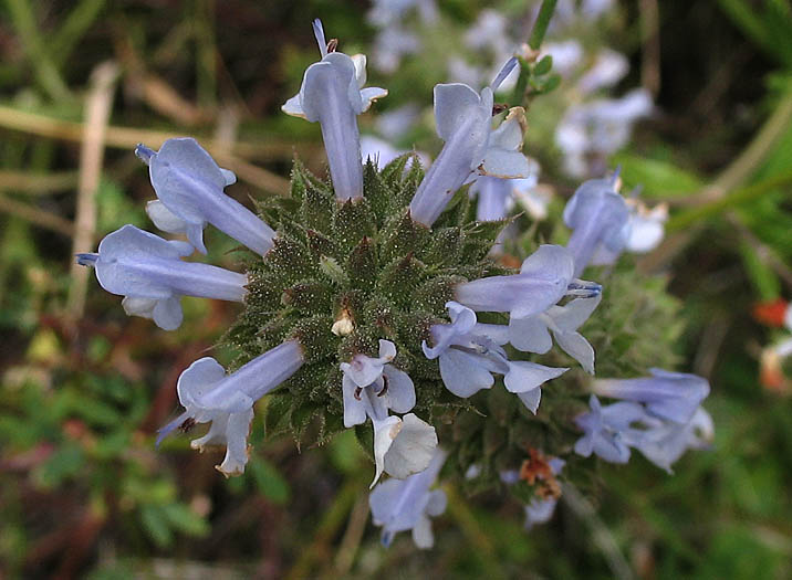 Detailed Picture 4 of Salvia mellifera